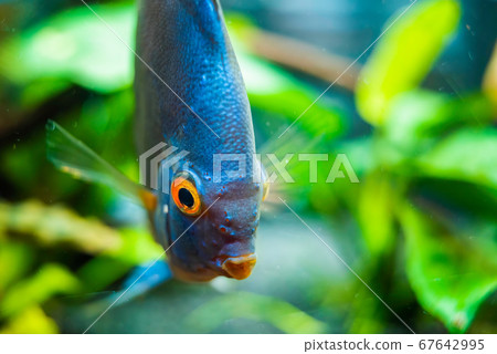 Discus fish detailed close up in the aquarium 67642995