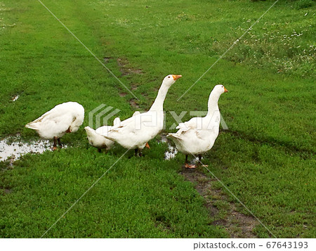 Family of white animals geese go to drink water Family of white animals geese go to drink water 67643193