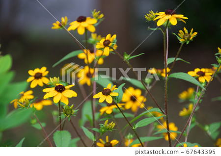 Rudbekia · Takao 67643395