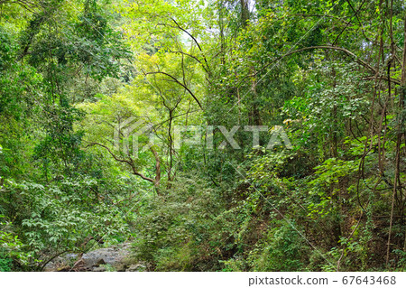 Wild forest on the island of Panay Philippines. Wild forest on the island of Panay Philippines. 67643468