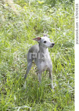 Grassy italian greyhound Grassy italian greyhound 67643616