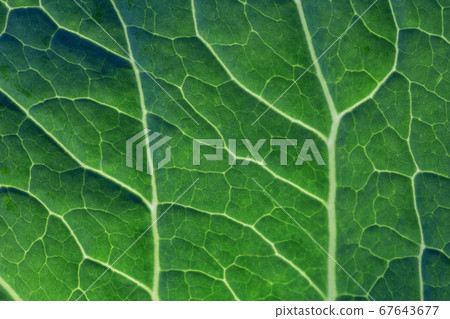 Green leaf texture. 67643677