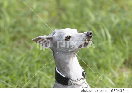 Grassy italian greyhound Grassy italian greyhound 67643744