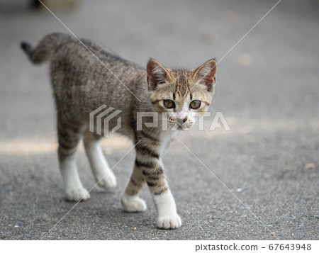 Kitten tabby kitten walking towards the camera Kitten tabby kitten walking towards the camera 67643948