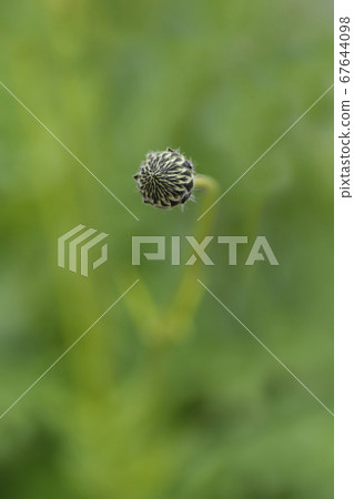 Giant scabious 67644098