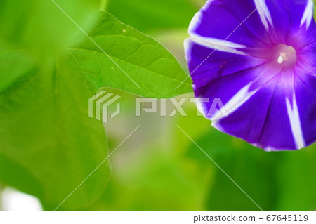 早晨的太陽 早晨的太陽 67645119