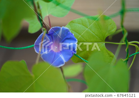 早晨的太陽 早晨的太陽 67645121