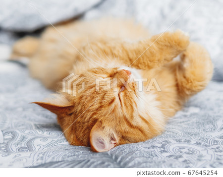 Cute ginger cat sleeps belly up. Fluffy pet has a nap in bed. Cozy morning bedtime. 67645254