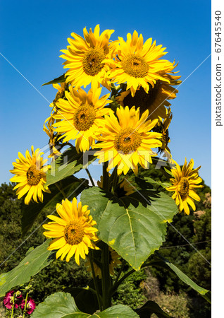 Sunflower natural background. Blooming sunflower. Sunflower natural background. Blooming sunflower. 67645540