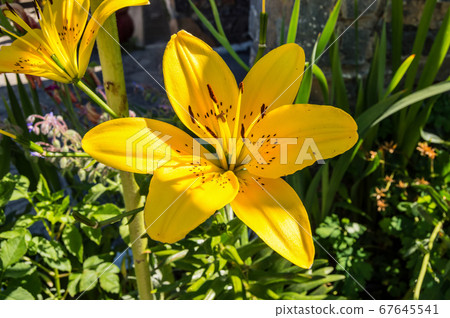 Flower of a fire lily Flower of a fire lily 67645541
