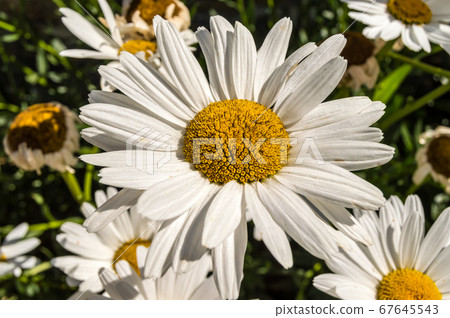 Leucanthemum x superbum, Shasta daisies. White Leucanthemum x superbum, Shasta daisies. White 67645543