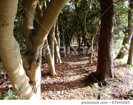 Path surrounded by trees 67645685