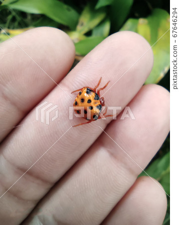 Tsushima Torino Funda Mashi 67646294