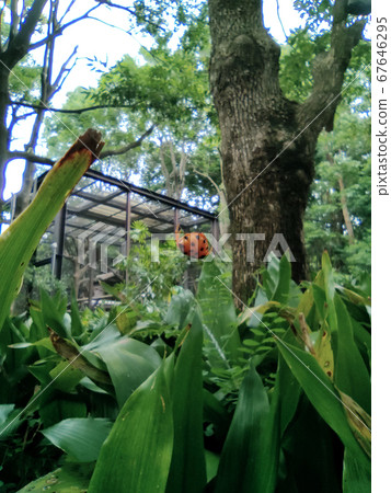 Tsushima Torino Funda Mashi 67646295