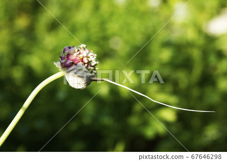Inflorescence of garlic on the green background 67646298