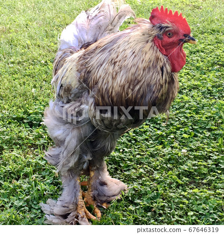 Bird rooster looking for food in green grass Bird rooster looking for food in green grass 67646319
