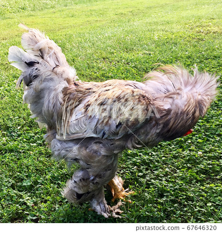 Bird rooster looking for food in green grass Bird rooster looking for food in green grass 67646320