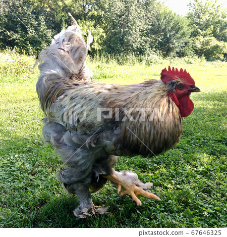 Bird rooster looking for food in green grass Bird rooster looking for food in green grass 67646325