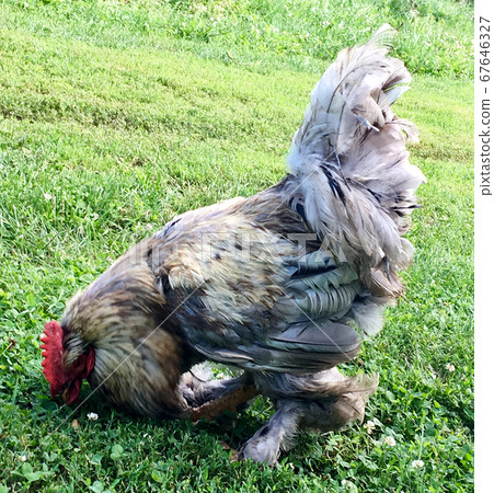 Bird rooster looking for food in green grass 67646327