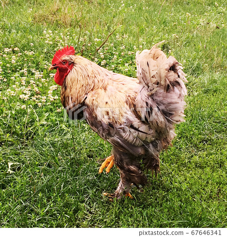 Bird rooster looking for food in green grass 67646341