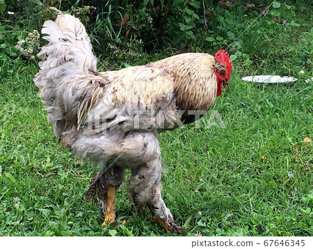 Bird rooster looking for food in green grass Bird rooster looking for food in green grass 67646345
