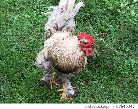 Bird rooster looking for food in green grass Bird rooster looking for food in green grass 67646348