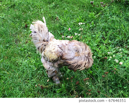 Bird rooster looking for food in green grass 67646351