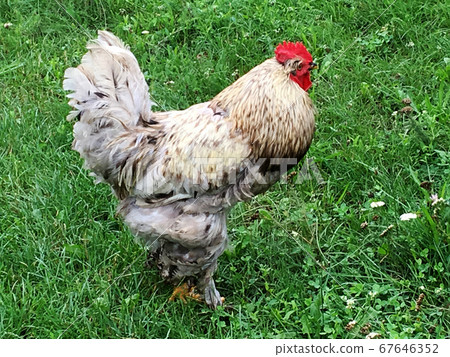 Bird rooster looking for food in green grass Bird rooster looking for food in green grass 67646352