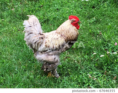 Bird rooster looking for food in green grass Bird rooster looking for food in green grass 67646355