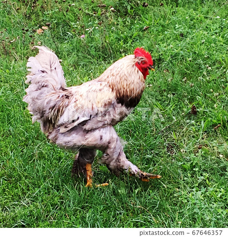 Bird rooster looking for food in green grass Bird rooster looking for food in green grass 67646357