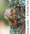 The emergence of Abra seminar 2/5 67646784