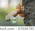 The emergence of Abra seminar 3/5 67646785