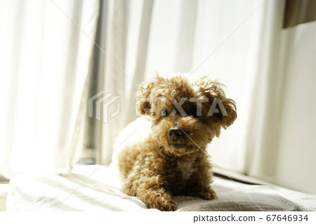 Toy poodle relaxing by the window Toy poodle relaxing by the window 67646934