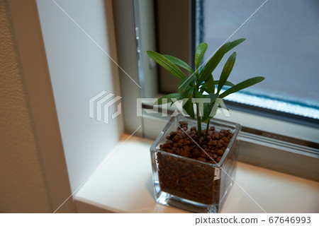 Houseplants by the window 67646993
