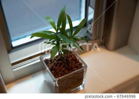 Houseplants by the window Houseplants by the window 67646996