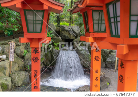 Camellia shrine 4118 Camellia shrine 4118 67647377