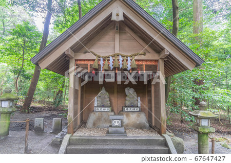 Camellia shrine 4008 67647427