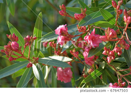 Bamboo peach in bloom 67647503