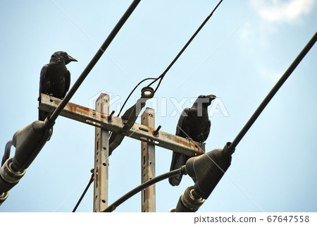 Hashibuto glass 67647558