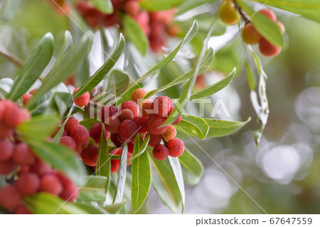 Ripe bayberry fruit on the tree 67647559