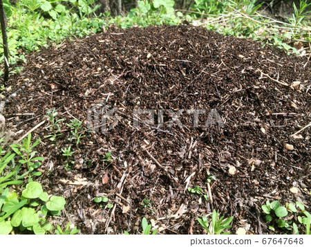 Wild brown ants swarming around their anthills Wild brown ants swarming around their anthills 67647648