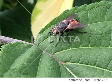 Beautiful ordinary home fly with wings is sitting Beautiful ordinary home fly with wings is sitting 67647650