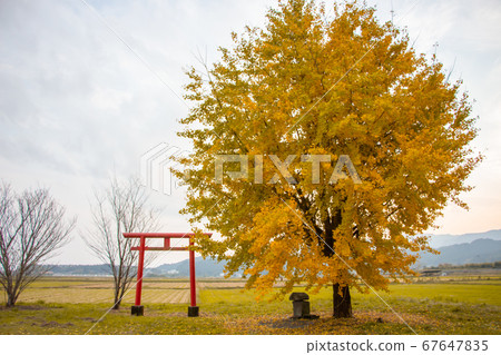 One ginkgo tree at Hayama Shrine in Aira City, Kagoshima Prefecture 67647835