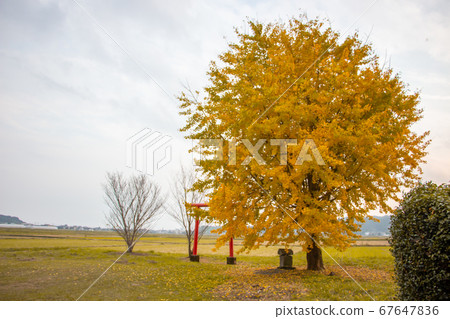 One ginkgo tree at Hayama Shrine in Aira City, Kagoshima Prefecture 67647836