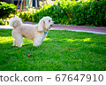 Cute puppy dog, poodle terrier walking on green 67647910