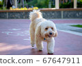Cute puppy dog, poodle terrier walking on park,  67647911