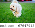 Cute puppy dog, poodle terrier walking on green 67647912