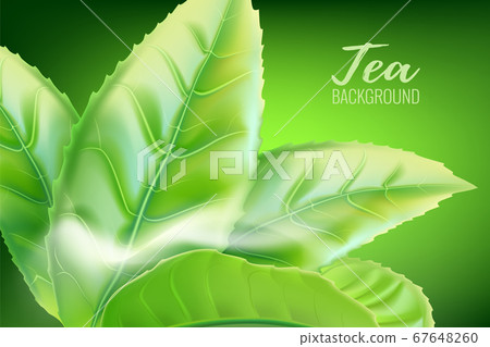Realistic green tea leaves background. Vector - Stock Illustration ...