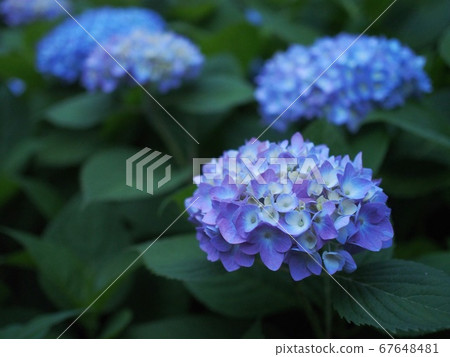 Purple blue hydrangea Purple blue hydrangea 67648481