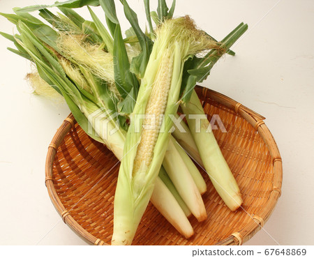年輕的玉米 67648869